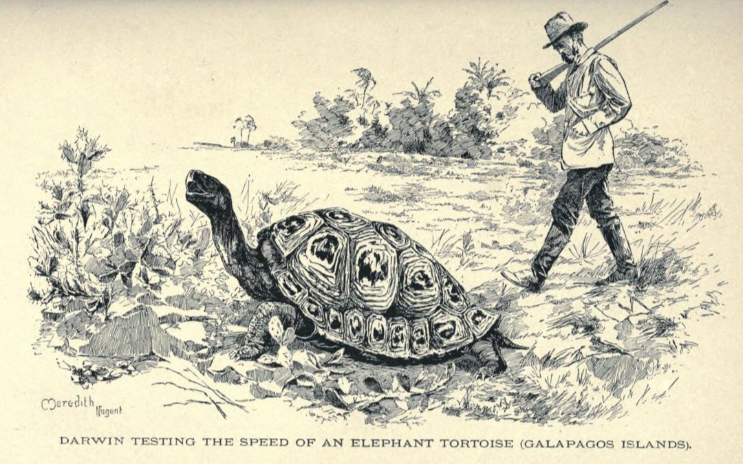 LA TORTUGA DE DARWIN